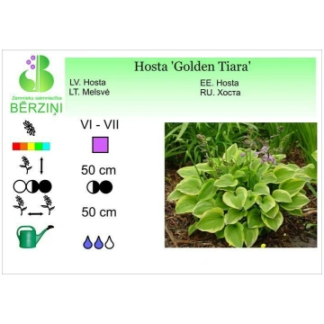 Hosta 'Golden Tiara', Hosta