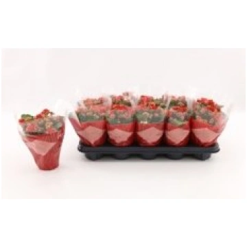 Telpaugi Kalanchoe double blossfeldiana(kalanhoja)