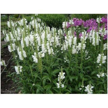 Virdžīnijas fizostēgija- Physostegia virginiana ”A