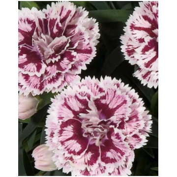 Dianthus caryophyllus DiaDeur Sissy | A.M. ozoli