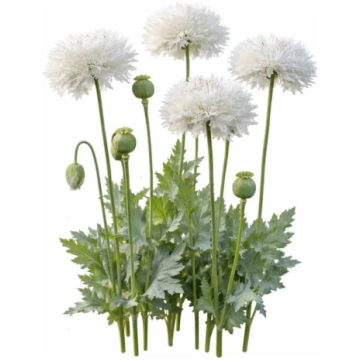Miega magone ‘White Swan’ - sēklas | Papaver somni