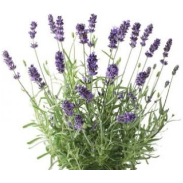 Lavandīns Super Provansa (Lavandula burnatii super