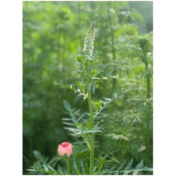 Mignonette White | Reseda alba - therapyofflowers.