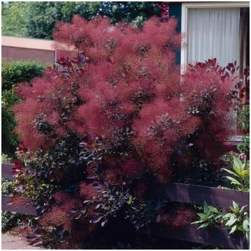 Parūkkoks "Royal Purple"