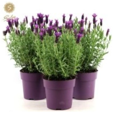 Telpaugi Lavandula st. "Anouk"(lavanda)