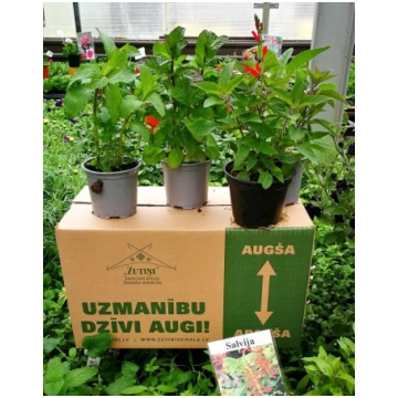 Piparmētru kaste - 8gab - AR IEKĻAUTU PIEGĀDI APRĪ