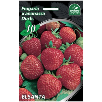 10gab. Elsanta Frigo Zemeņu stādi