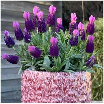 Franču lavanda 'Neon Purple'