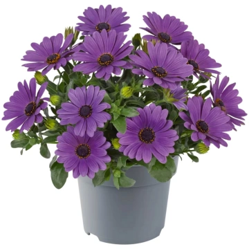Osteospermum ecklonis Dalina Compact Lavender | A.