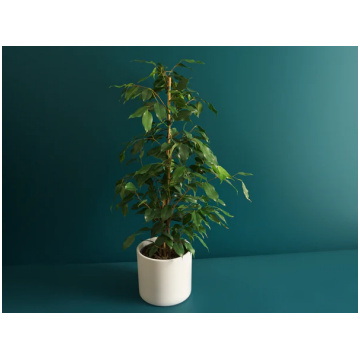 ficus benjamina