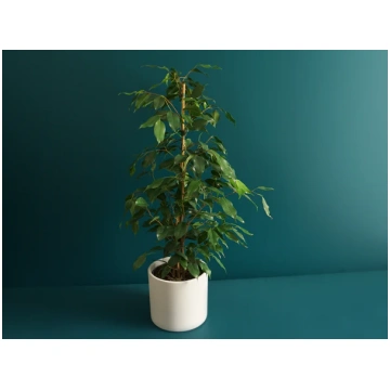 Fikuss | Ficus benjamina tacito
