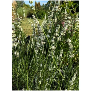Lavandula angustifolia 'Alba', P11 Šaurl