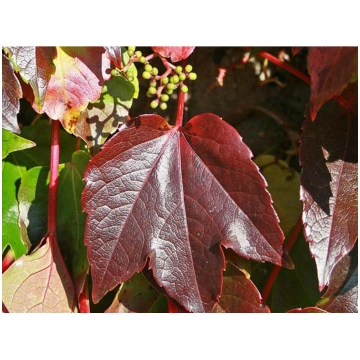 Parthenocissus tricuspidata veitchii Robusta-Vite