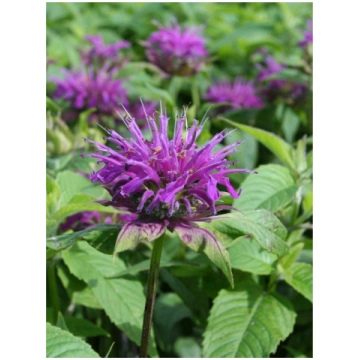 Monarda hybrida Prärienacht- monarda