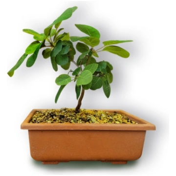 Parūkkoka bonsai, Ref. 3031