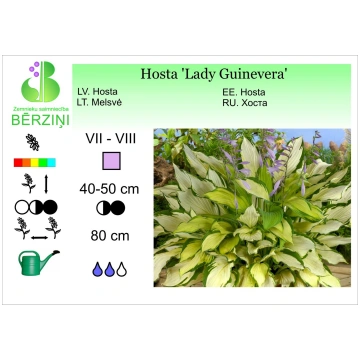 Hosta 'Lady Guinevera', hosta ZS Bērziņi