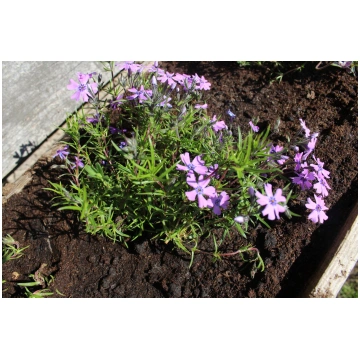 PURPLE BEUTY