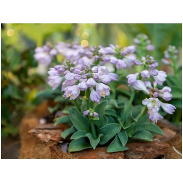 Hosta fortunei Blue Mouse Ears I | A.M. ozoli