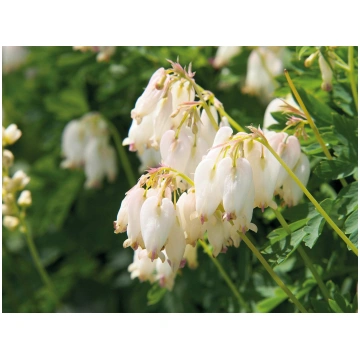 Dicentra formosa Aurora I | A.M. ozoli