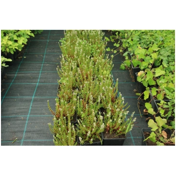 Calluna vulgaris 'Paula' (Parastais virs
