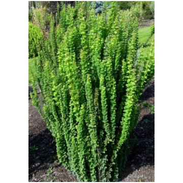 Berberis thunbergii 'Erecta' (Tunberga b