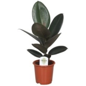 Telpaugi Ficus el. "Abidjan"(Fikuss)