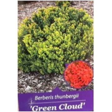 TUNBERGA BĀRBELE GREEN CLOUD KITI UŽSIENIO
