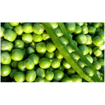 Zirņi saldie Premium , 40g sēklas