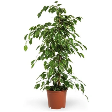 Pianta di Ficus