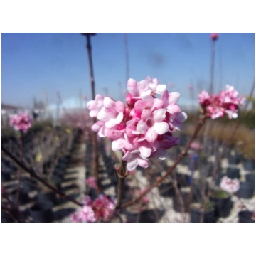 Viburnum x bodnatense Dawn Donnadipiante - Vendita