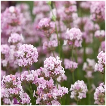 Lavandula ang. ‘Rosea'