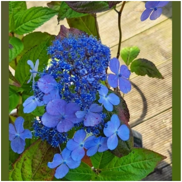 Hortenzija, liellapu "Mariesii Perfecta"