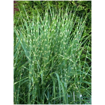 Miscanthus sinensis 'Strictus', P11 Ķīna