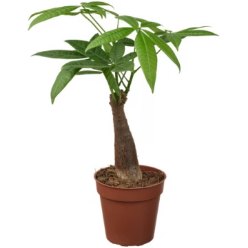 PACHIRA AQUATICA, augs puķupodā, Ūdens pahira, 9 c