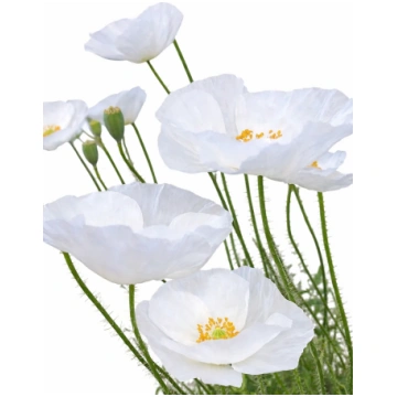 Zīda magone Bridal Silk | Papaver rhoeas sēklas