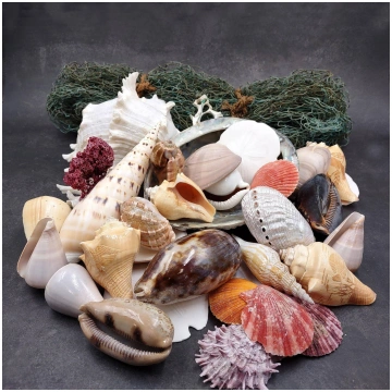 Seashell Variety Pack Assorted Mix B GRADE (Approx