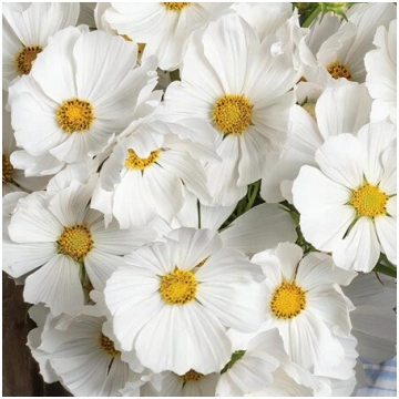 Divplūksnu kosmeja 'Versailles white' (C