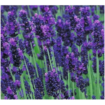 Lavanda Hidcote Blue 20sēklas, Citas, Puķu sēklas,