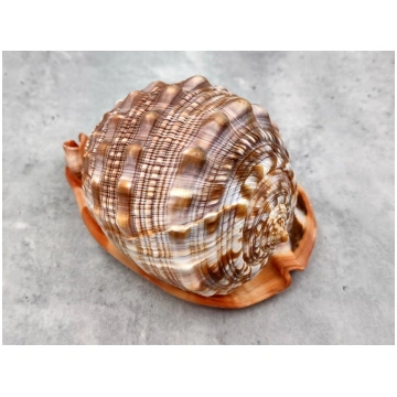 Bullmouth Helmet Seashell Cassis Rufa (1 shell app