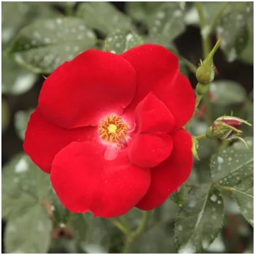 Sarkana - augsnes seguma roze - nesmaržīga roze - 