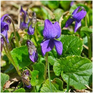 Vijolīte smaržīgā violeta 0.3g