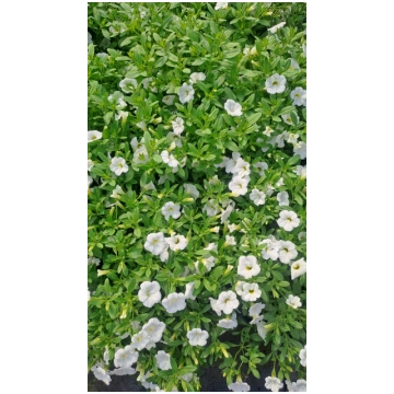 Calibrachoa x Hybrida - Kalibrahojas