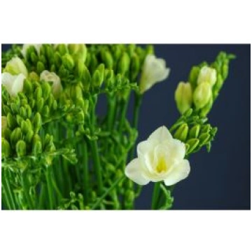 Freesia Versailles