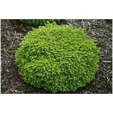 Picea abies 'Little Gem' Parastā egle St