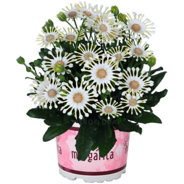 Osteospermum ecklonis Margarita Cream Spoon 1 gb.,
