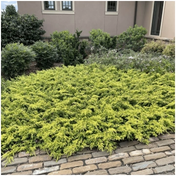 Kadiķis, piekrastes "All Gold" /juniperus conferta