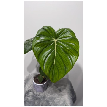 Philodendron McDowell Augi-Plants