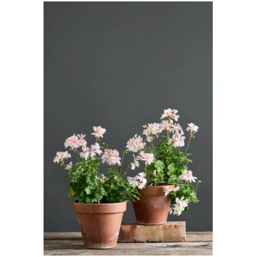 Honeywood Suzanne - 10cm Ø