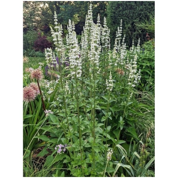 Nepeta nuda 'Alba', P11 Plikā kaķumētra