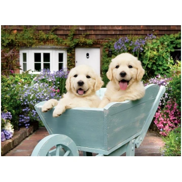 Puzzle Puppies in a Wheelbarrow Anatolian